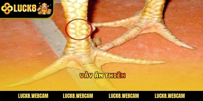 Vảy án thiên nằm sát đầu gối mang lại sức mạnh bền bỉ cho gà đá