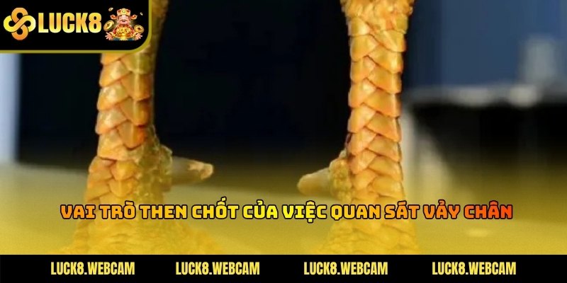 Cách xem vảy gà đá theo cấu trúc hàng nội và hàng ngoại trên chân gà