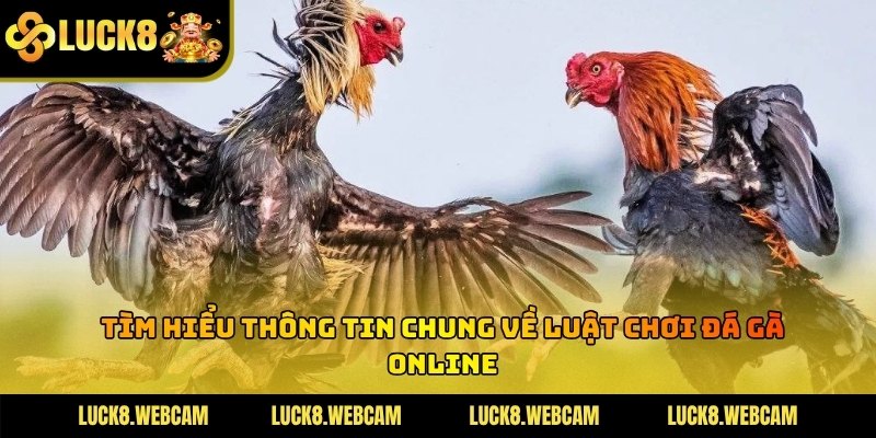 Màn hình trực tiếp các trận đấu gà từ những trường cược quốc tế uy tín